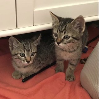 Gigi And Lotto  - Domestic Short Hair + American Shorthair Cat