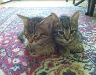 Gigi And Lotto  - Domestic Short Hair + American Shorthair Cat