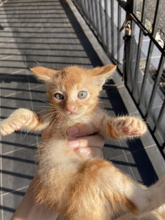 Oyen And His Siblings - Domestic Short Hair Cat