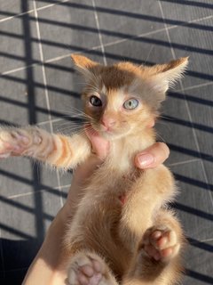 Oyen And His Siblings - Domestic Short Hair Cat