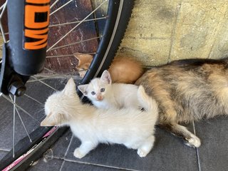 Oyen And His Siblings - Domestic Short Hair Cat