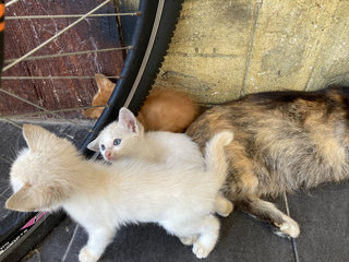 Oyen And His Siblings - Domestic Short Hair Cat