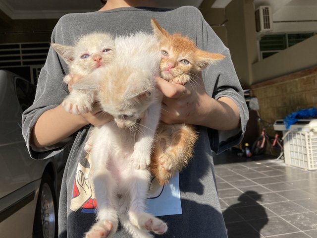 Oyen And His Siblings - Domestic Short Hair Cat