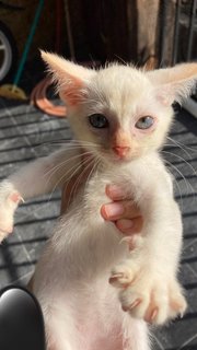 Oyen And His Siblings - Domestic Short Hair Cat