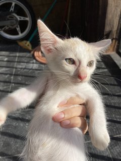 Oyen And His Siblings - Domestic Short Hair Cat