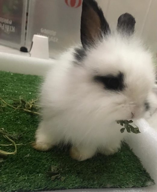 Fatty  - Hotot + Lionhead Rabbit