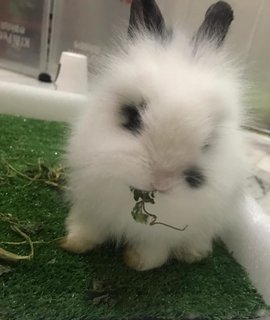 Fatty  - Hotot + Lionhead Rabbit