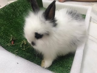 Fatty  - Hotot + Lionhead Rabbit