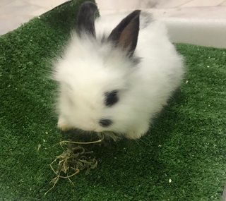 Fatty  - Hotot + Lionhead Rabbit