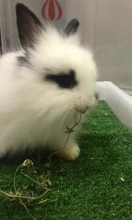 Fatty  - Hotot + Lionhead Rabbit