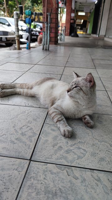 Silver Shorthair  - Burmese + Siamese Cat