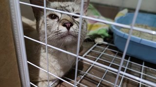 Silver Shorthair  - Burmese + Siamese Cat