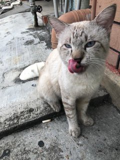 Silver Shorthair  - Burmese + Siamese Cat