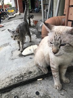 Silver Shorthair  - Burmese + Siamese Cat