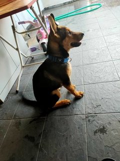 Lucky - Mixed Breed Dog