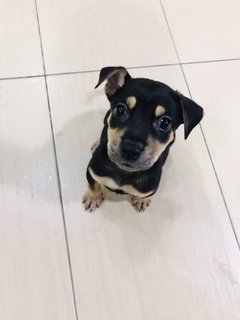 Puppy Boy - Mixed Breed Dog