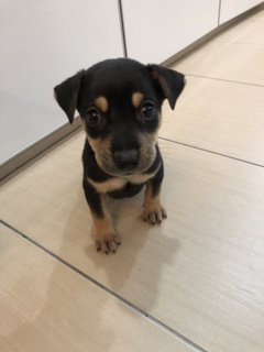 Puppy Boy - Mixed Breed Dog