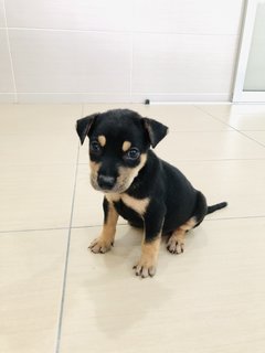 Puppy Boy - Mixed Breed Dog