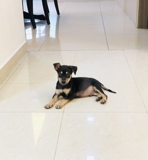 Puppy Boy - Mixed Breed Dog