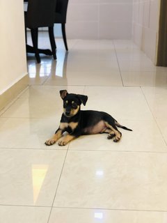 Puppy Boy - Mixed Breed Dog