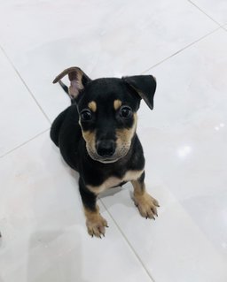 Puppy Boy - Mixed Breed Dog