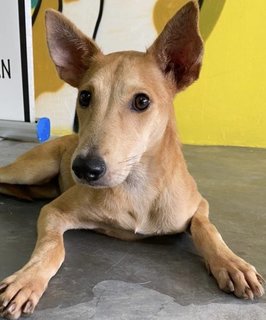 Brownie  - Mixed Breed Dog