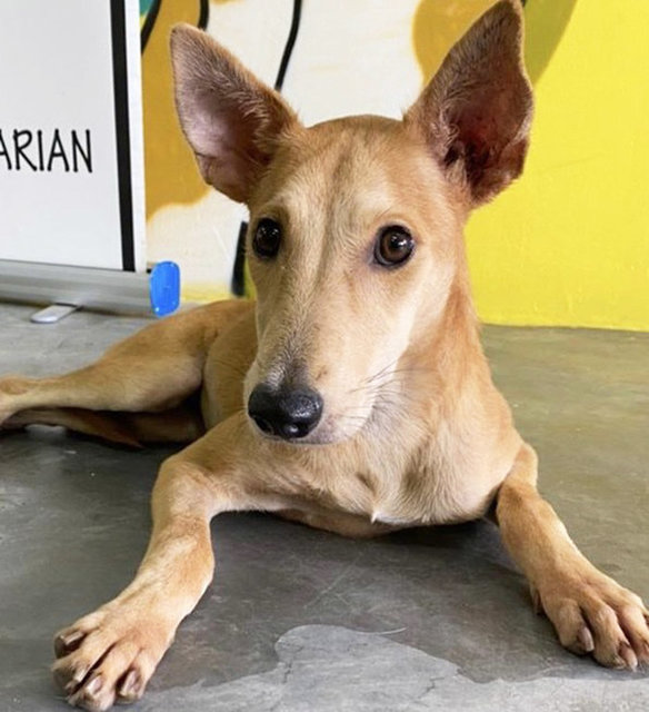 Brownie  - Mixed Breed Dog