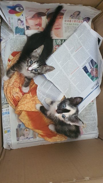 Siblings - Calico + Tabby Cat