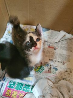 Siblings - Calico + Tabby Cat