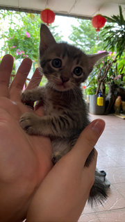 Adopted - Calico + Tabby Cat