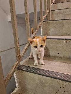 Stray Kitten - Domestic Short Hair Cat