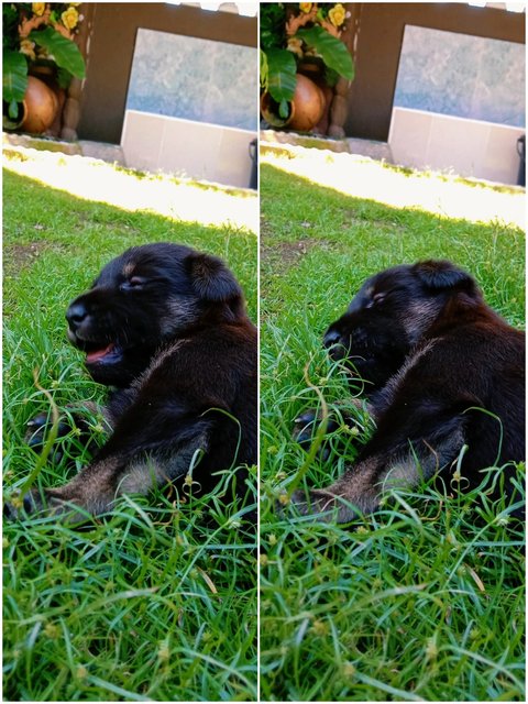 Female Puppy For Adoption Kl Cyber, Klan - Mixed Breed Dog