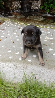 Female Puppy For Adoption Kl Cyber, Klan - Mixed Breed Dog