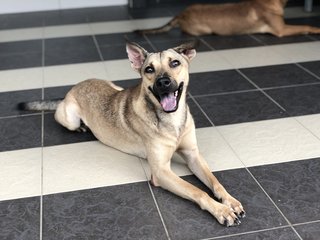 Copper2 - Shepherd Dog