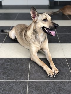 Copper2 - Shepherd Dog