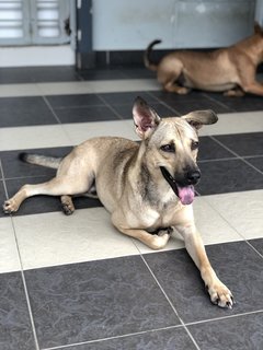Copper2 - Shepherd Dog