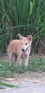 Sandy - Mixed Breed Dog