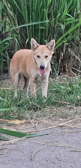 Sandy - Mixed Breed Dog