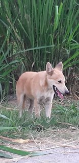 Sandy - Mixed Breed Dog