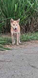 Sandy - Mixed Breed Dog