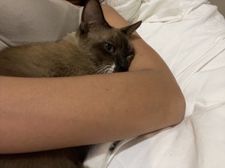 Gemma - Siamese Cat