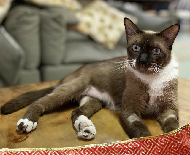 Gemma - Siamese Cat