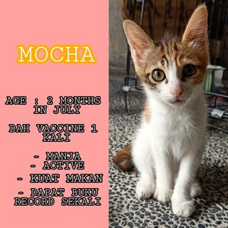 Mocha, Latte, Tj - Domestic Medium Hair + Domestic Short Hair Cat