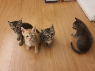 Kittens - Domestic Short Hair Cat