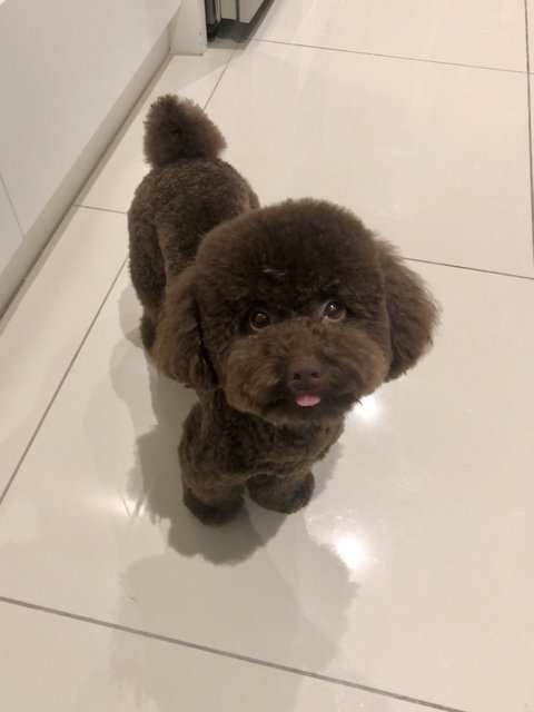 Coco Ng - Poodle Dog