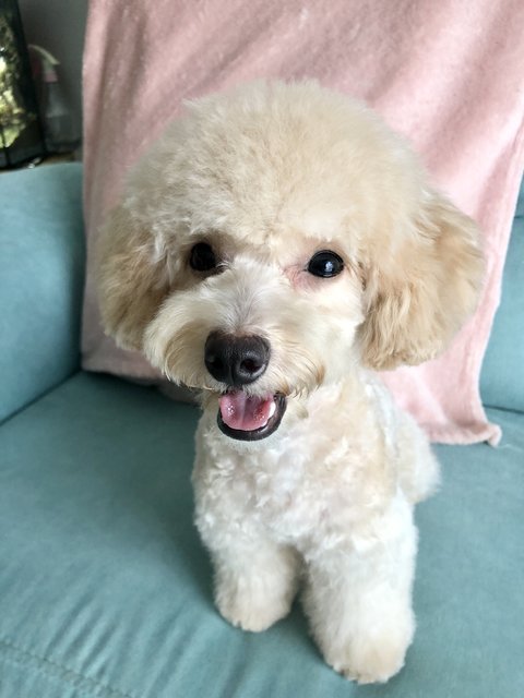 Chanel Ng  - Poodle Dog