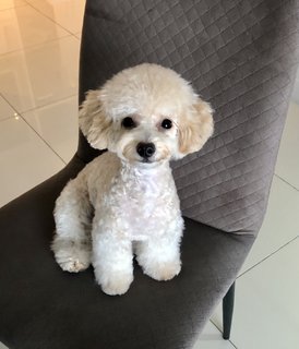 Chanel Ng  - Poodle Dog