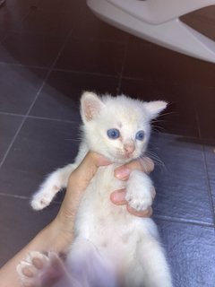 White  - Domestic Short Hair Cat