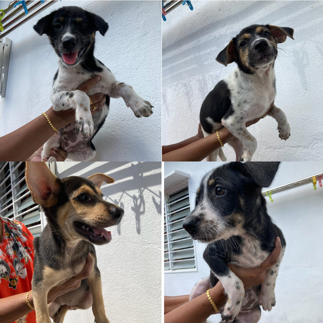 4 Female Puppies  - Mixed Breed Dog