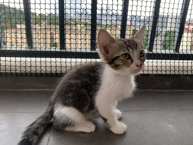 Kiko  - Domestic Long Hair + Scottish Fold Cat